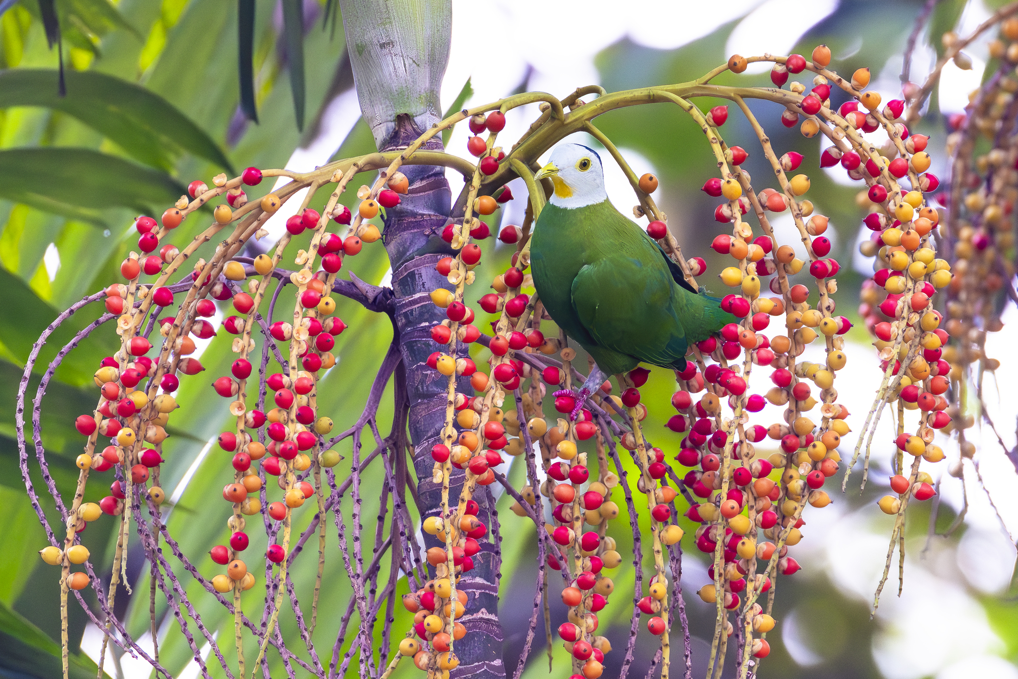 Black-naped Fruit-Dove illustration