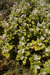 Brachyglottis bidwillii