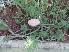 Baculellum articulatum