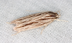 Leistarcha scitissimella
