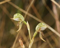 Pterostylis pusilla