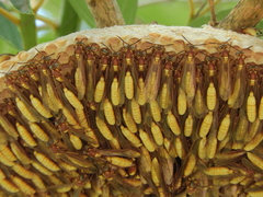 Apoica