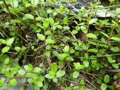 Gonocarpus aggregatus