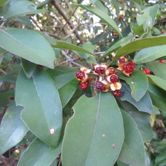 Pittosporum ferrugineum
