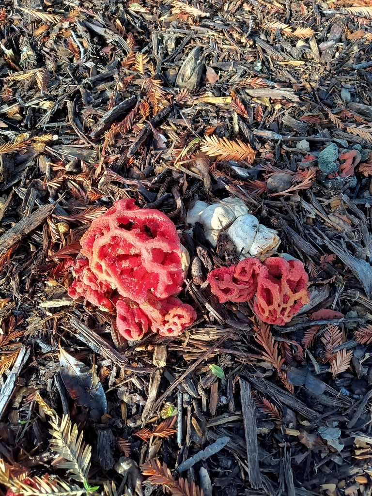 Clathrus ruber · November 2025 · photo: © emdashin (iNaturalist, cc0)