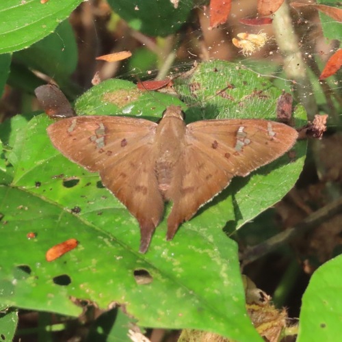 Asine Longtail (Ectomis asine)