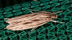 Leistarcha scitissimella