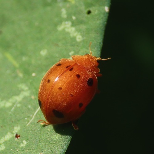 Southern Squash Lady Beetle (Epilachna tredecimnotata)