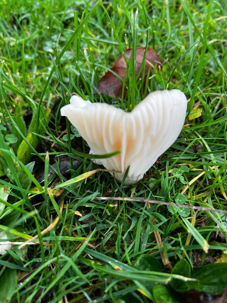 Cuphophyllus virgineus · November 2025 · photo: © neilsmith65 (iNaturalist, cc0)