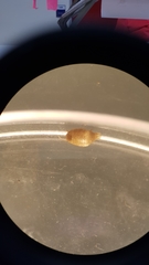 Atelurinae