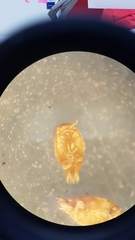 Atelurinae