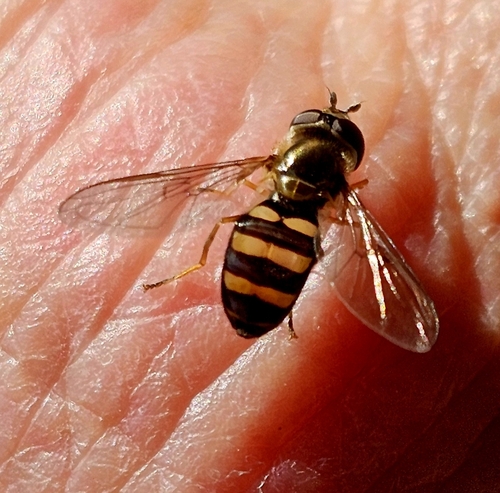 Unknown species found near Cropper, KY 40057, USA