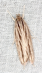 Leistarcha scitissimella