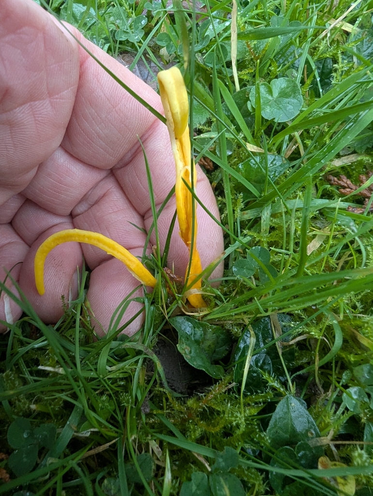 Clavulinopsis helvola · November 2025 · photo: © ohwhen (iNaturalist, cc-by)