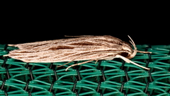 Leistarcha scitissimella