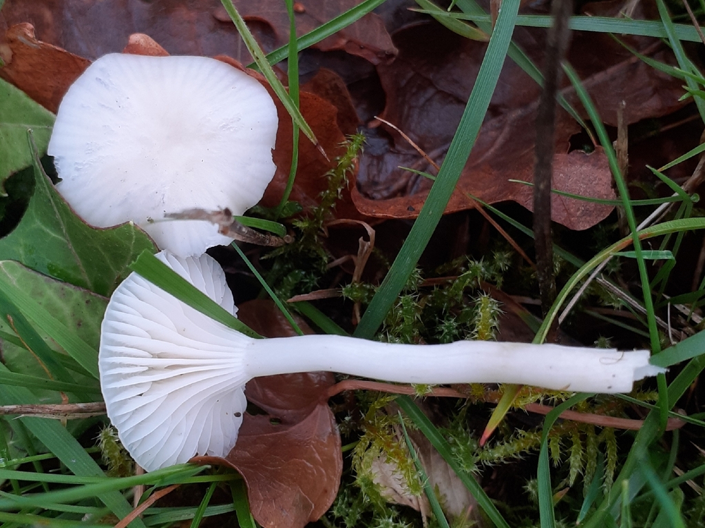 Cuphophyllus virgineus · November 2025 · photo: © bogsuckers (iNaturalist, cc-by)