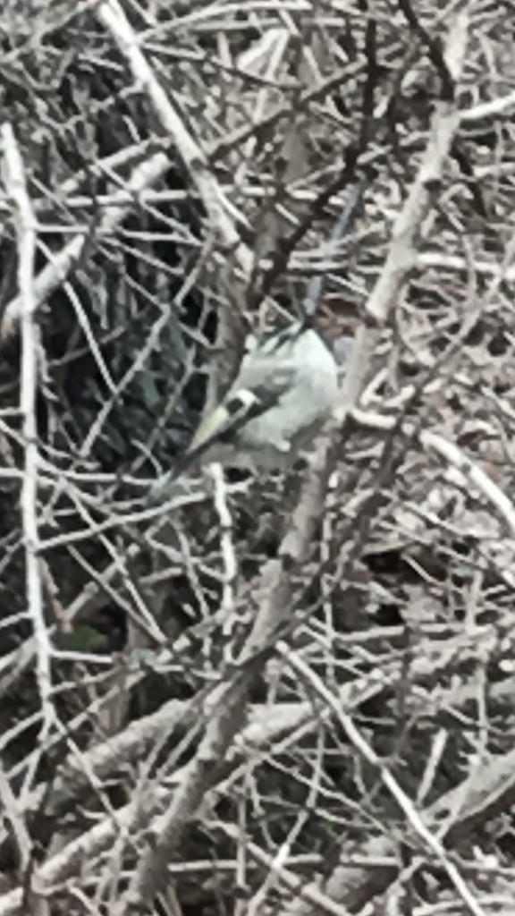 Eastern Golden-crowned Kinglet