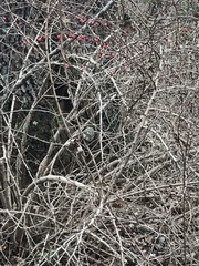 Regulus satrapa satrapa