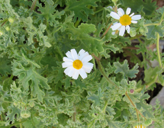 Perityle crassifolia robusta