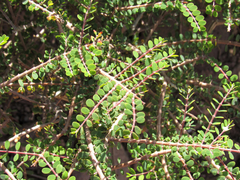 Euphorbia magdalenae