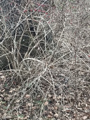 Regulus satrapa satrapa