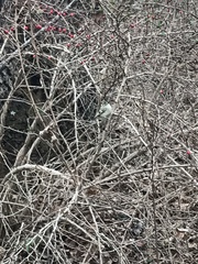 Regulus satrapa satrapa