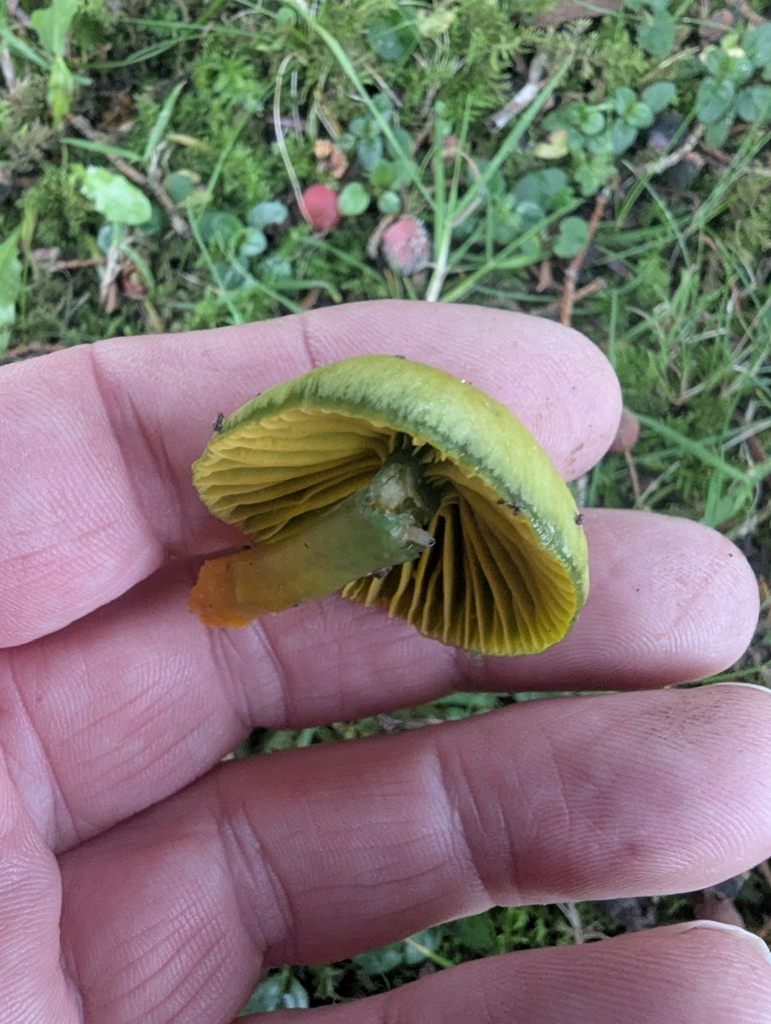 Gliophorus psittacinus · November 2025 · photo: © ohwhen (iNaturalist, cc-by)