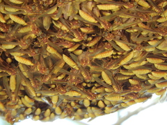 Apoica