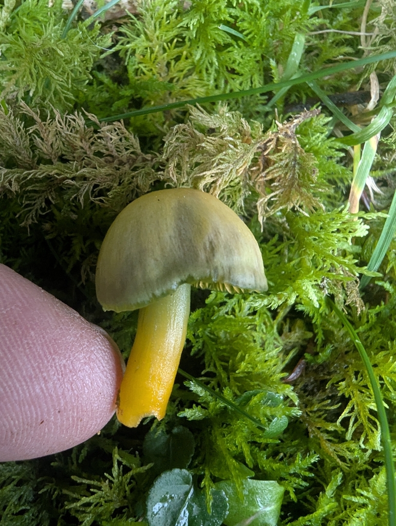 Gliophorus psittacinus · November 2025 · photo: © ohwhen (iNaturalist, cc-by)