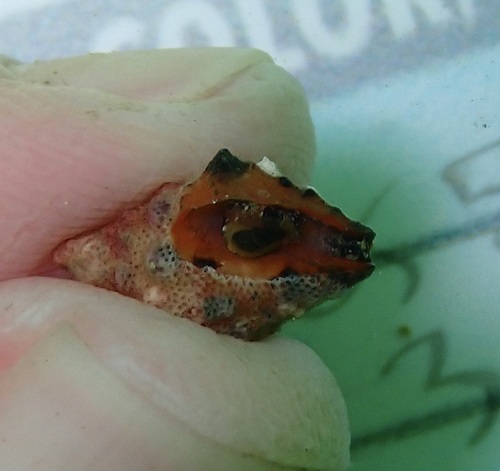 Engina tabogaensis