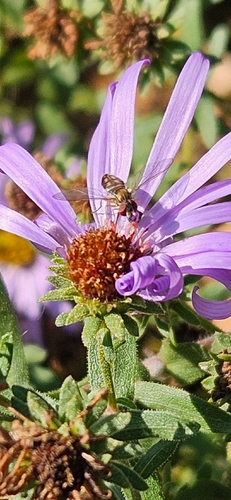 Unknown species found near Belknap, Louisville, KY 40205, USA