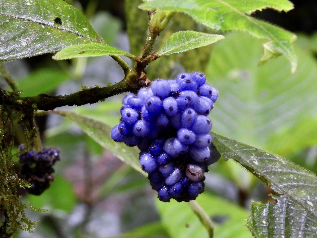Palicourea pilosa