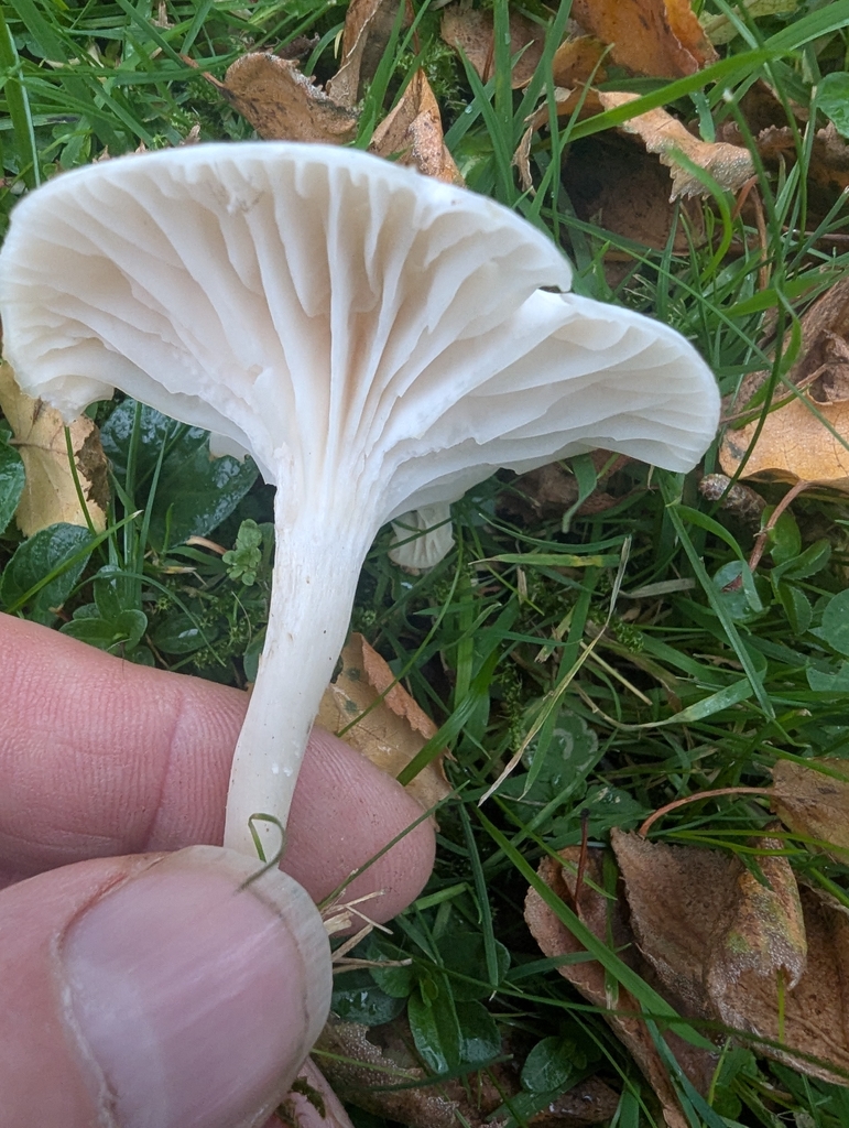 Cuphophyllus virgineus · November 2025 · photo: © ohwhen (iNaturalist, cc-by)