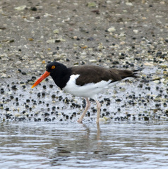 Haematopus palliatus
