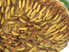 Apoica