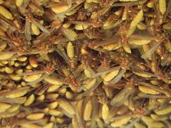 Apoica