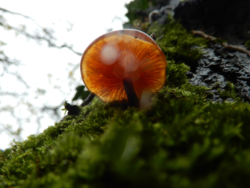 Flammulina · November 2025 · photo: © cryptomarasmius (iNaturalist, cc-by)