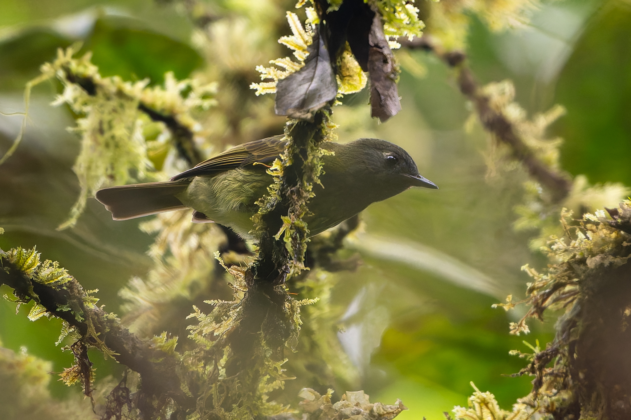 Streak-necked Flycatcher (Mionectes striaticollis), photo 1