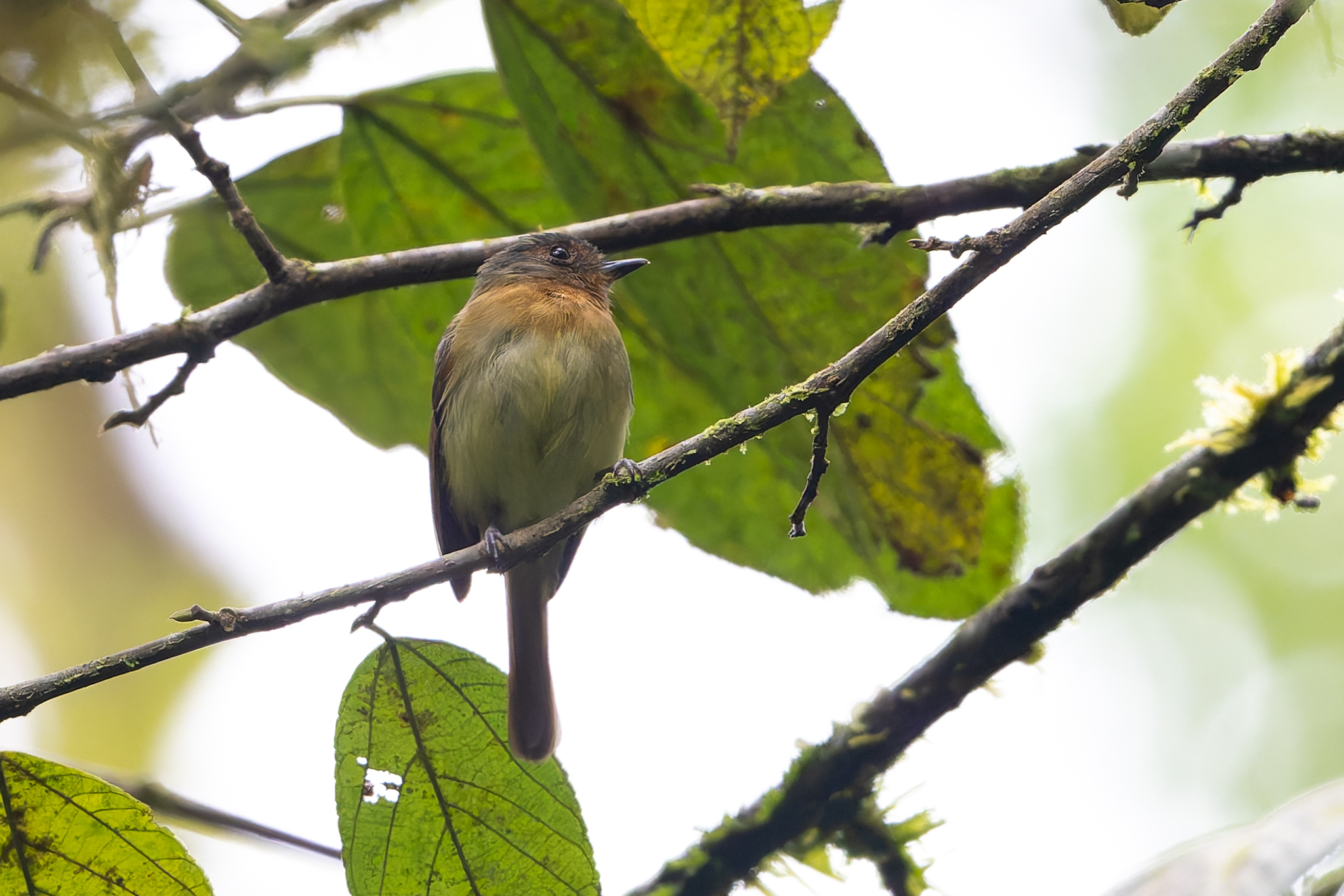 Rufous-breasted Flycatcher (Leptopogon rufipectus), photo 3