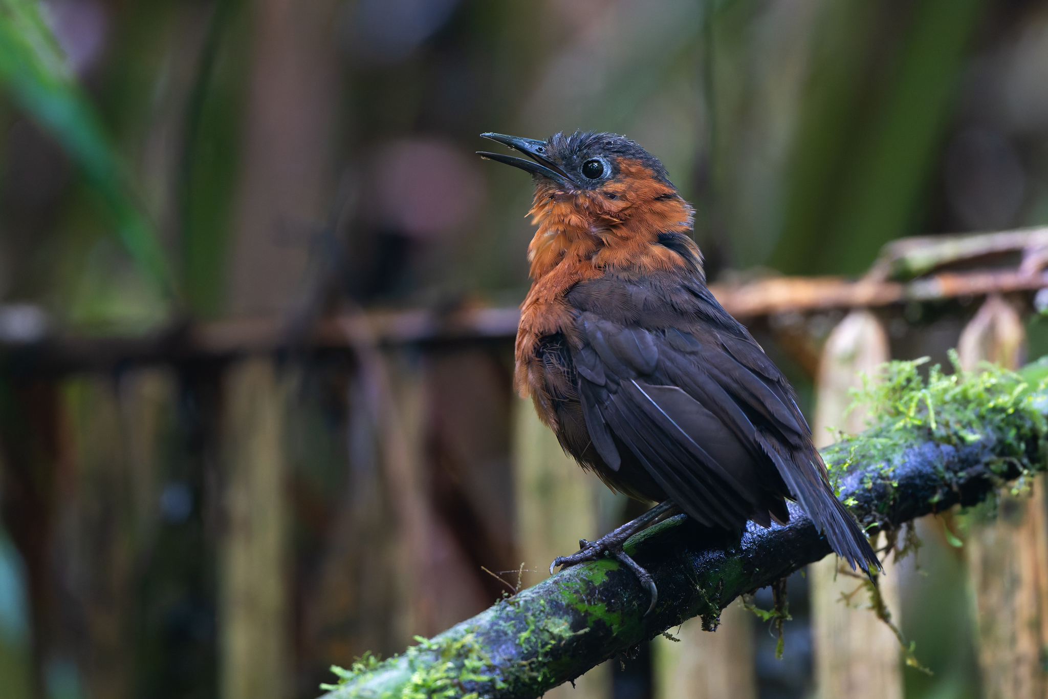 Northern Chestnut-breasted Wren (Cyphorhinus dichrous), photo 1