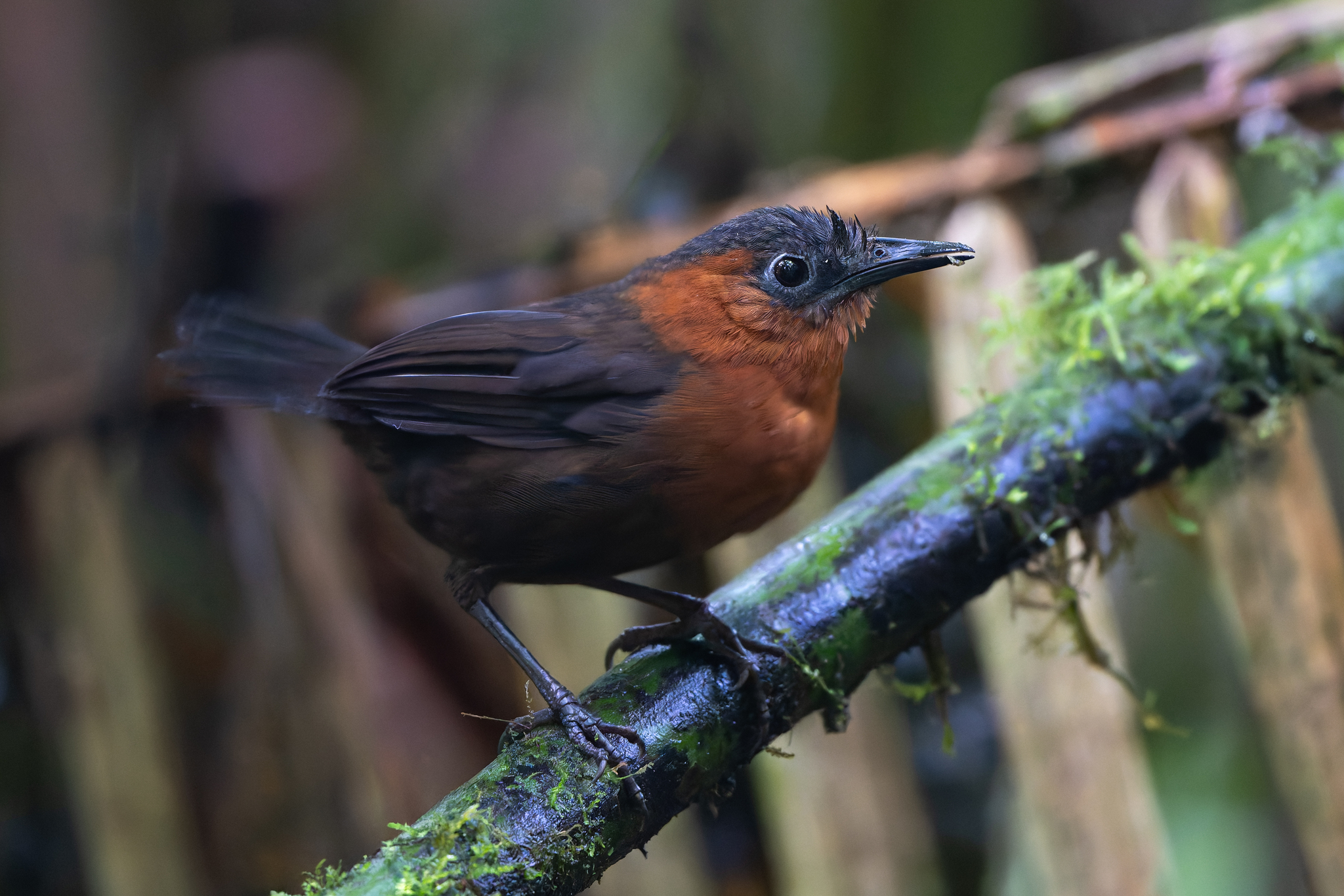 Northern Chestnut-breasted Wren (Cyphorhinus dichrous), photo 2