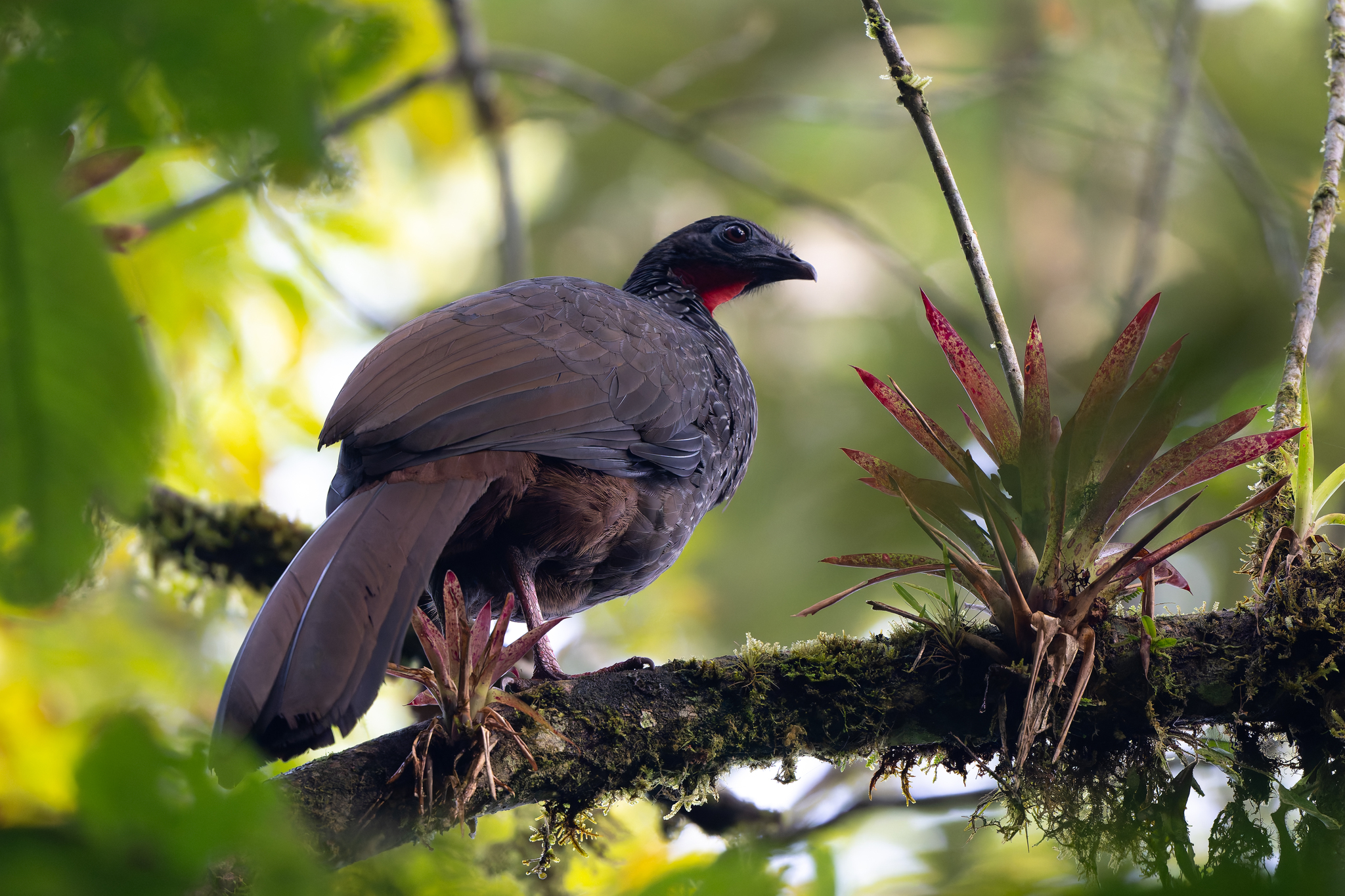Cauca Guan (Penelope perspicax), photo 10