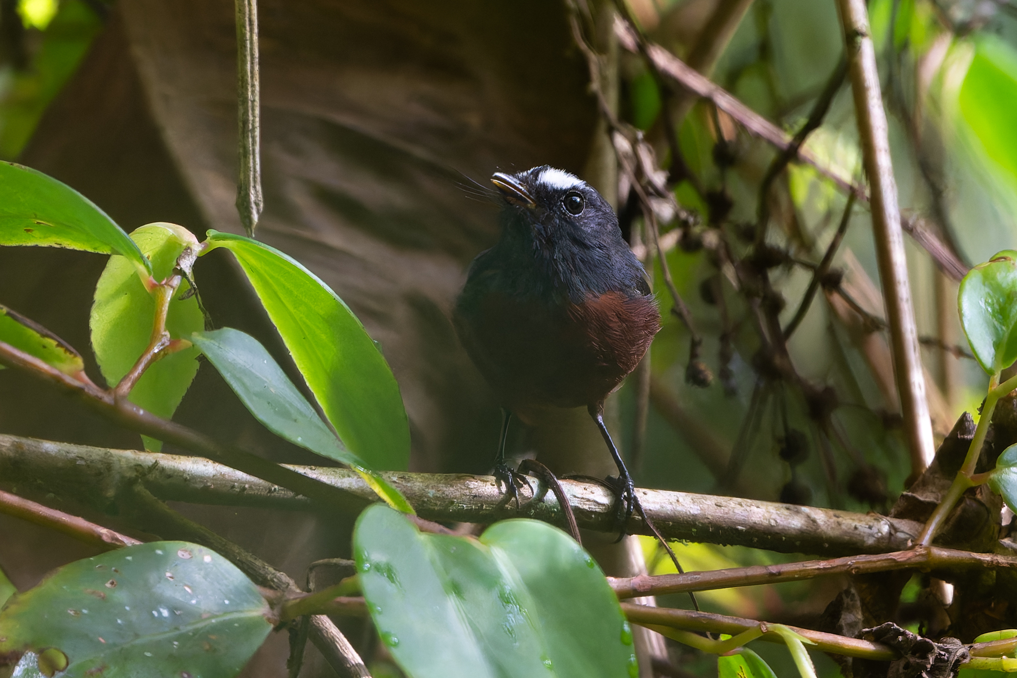Slaty-backed Chat-Tyrant (Ochthoeca cinnamomeiventris), photo 10