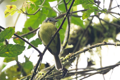 Marble-faced Bristle Tyrant (Pogonotriccus ophthalmicus), photo 7