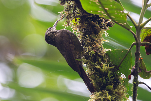 Olive-backed Woodcreeper (Xiphorhynchus triangularis), photo 3