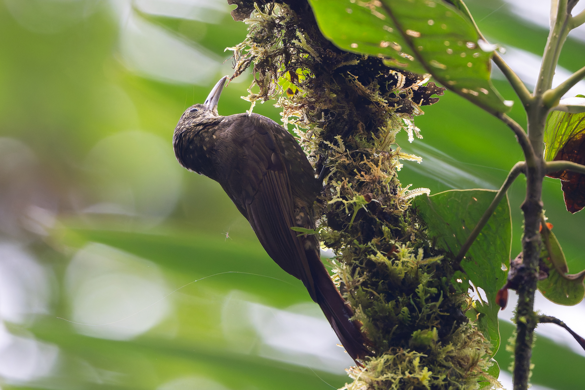 Olive-backed Woodcreeper (Xiphorhynchus triangularis), photo 3