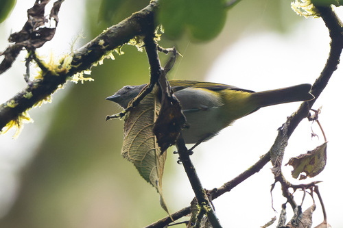 Ashy-throated Chlorospingus (Chlorospingus canigularis), photo 3