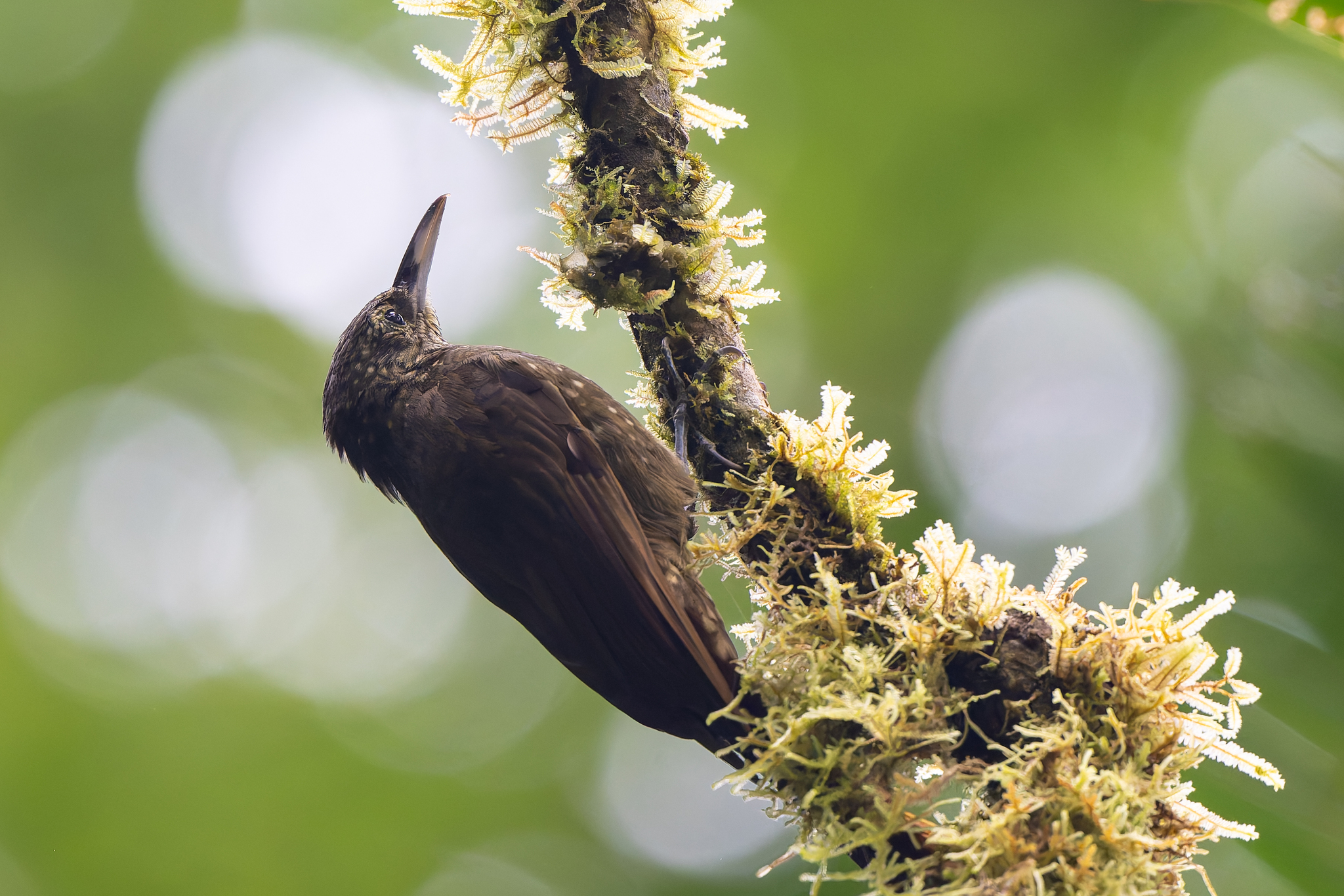 Olive-backed Woodcreeper (Xiphorhynchus triangularis), photo 2