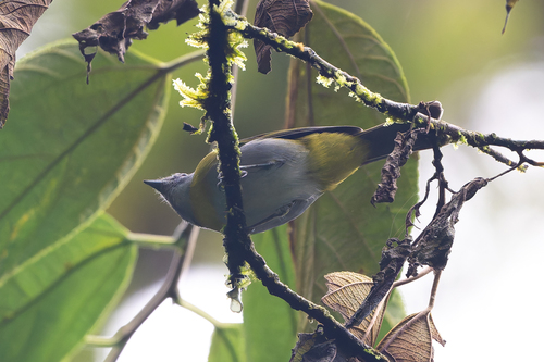Ashy-throated Chlorospingus (Chlorospingus canigularis), photo 4