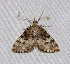 Hydriomena speciosata